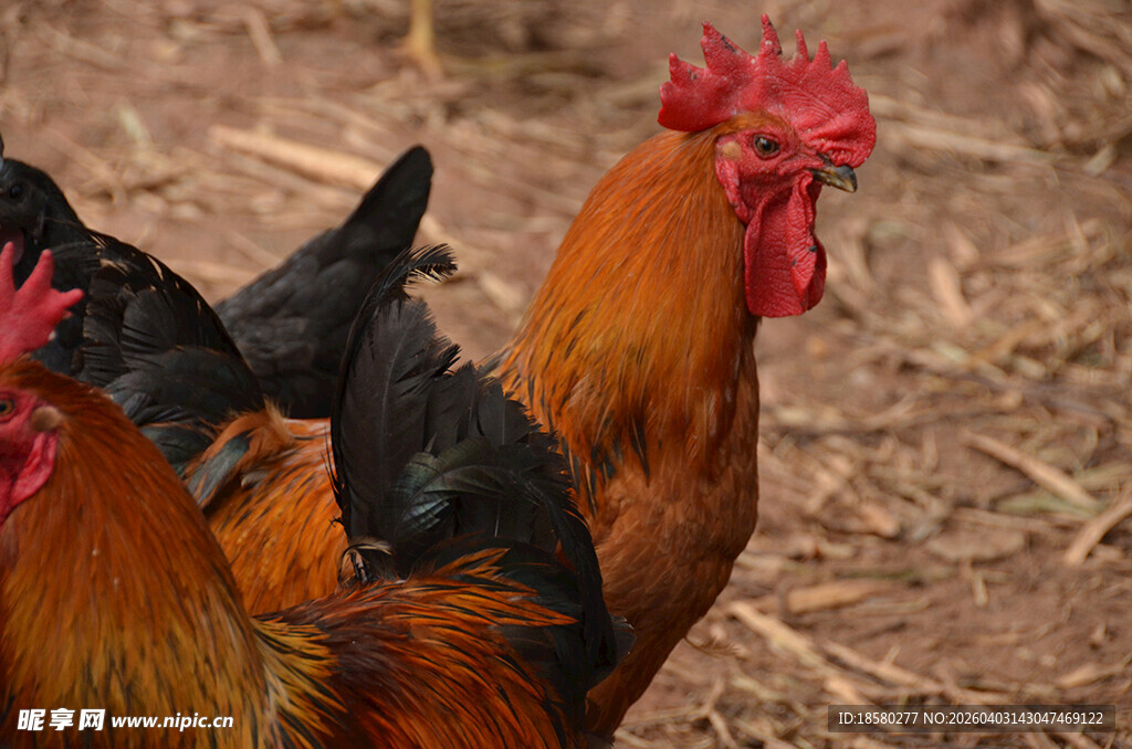 两只公鸡站立在泥土地上