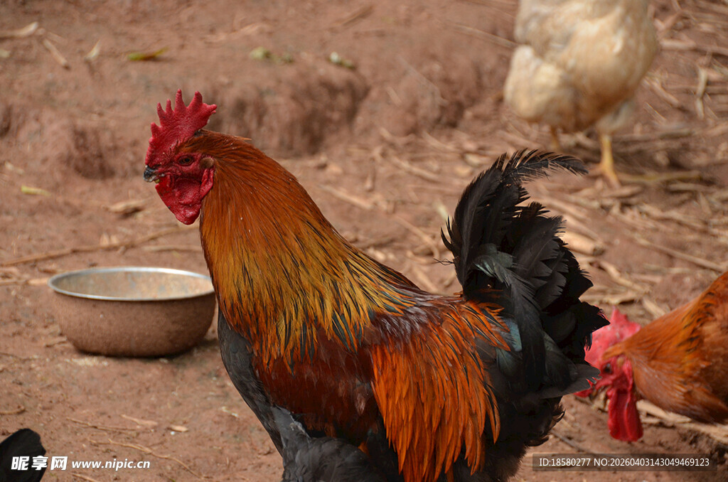 色彩艳丽的公鸡与母鸡