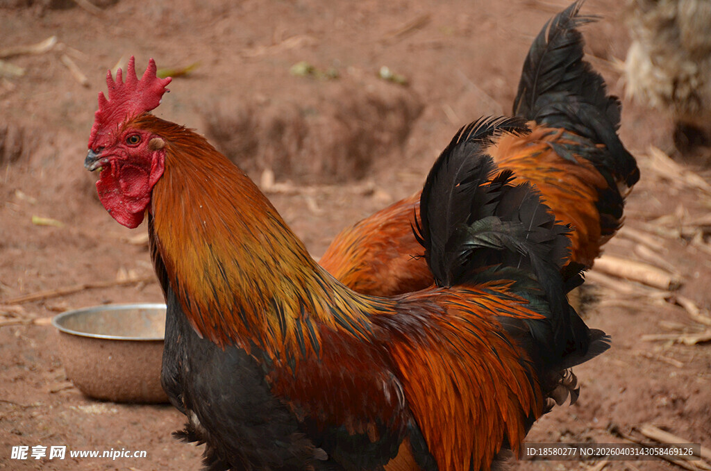 色彩艳丽的公鸡