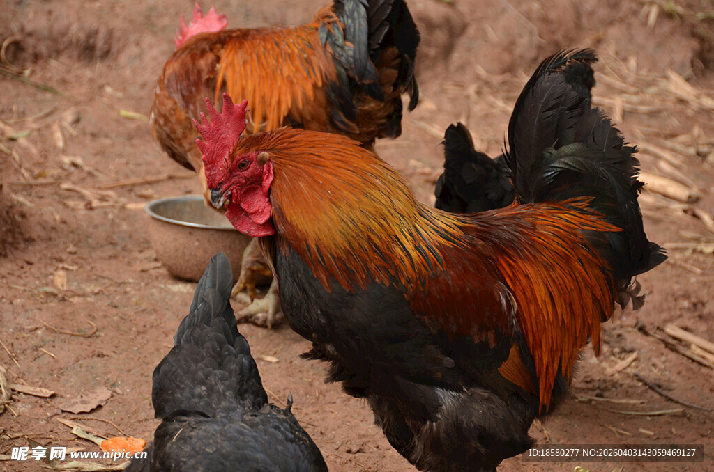 多彩公鸡于泥地觅食