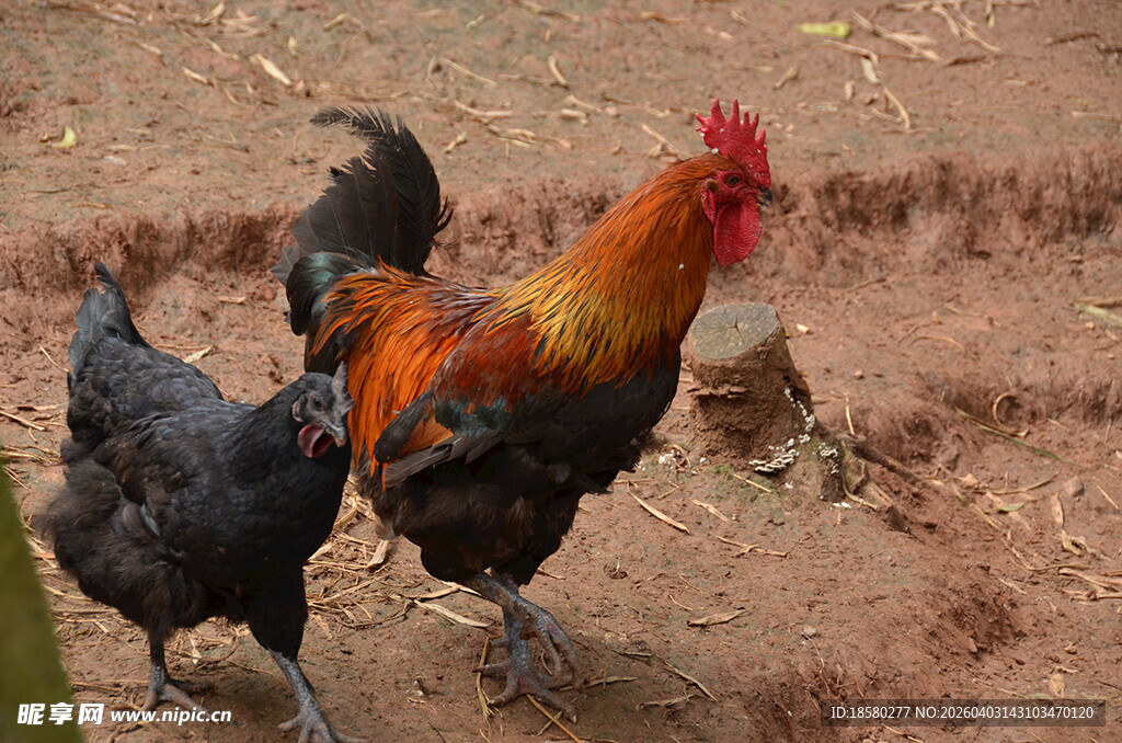 公鸡母鸡在泥土地上行走
