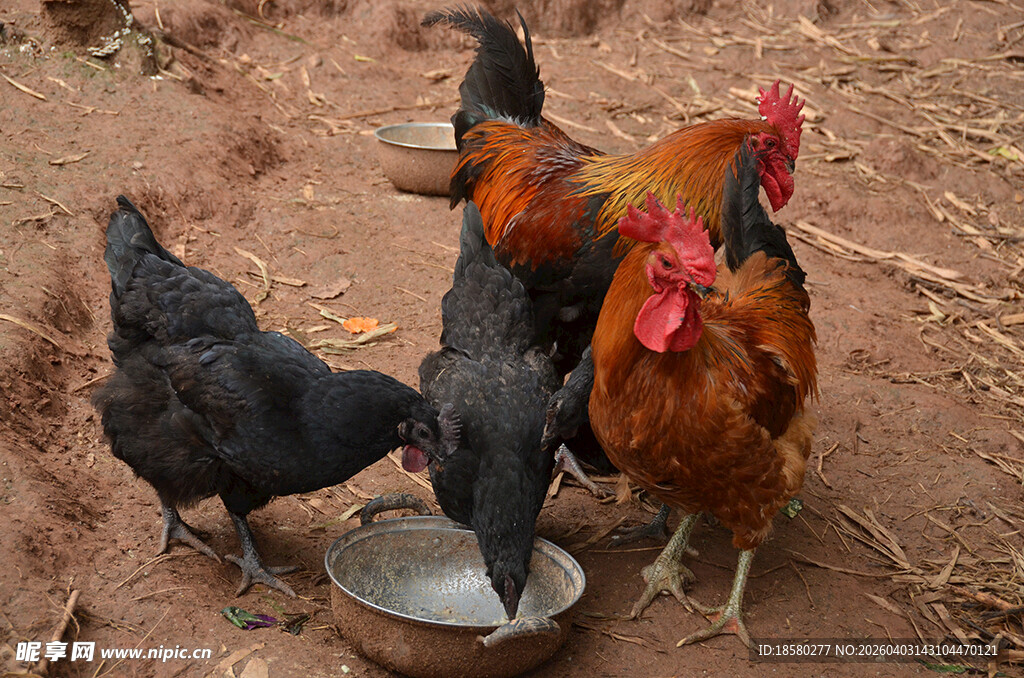 群鸡围盆饮水场景