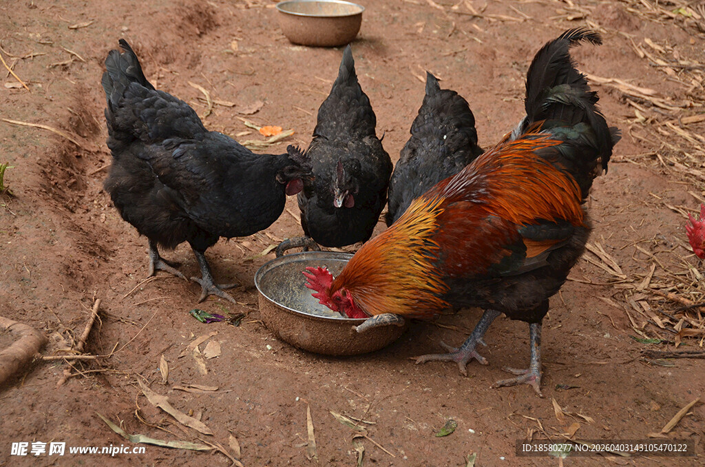 群鸡围盆进食场景