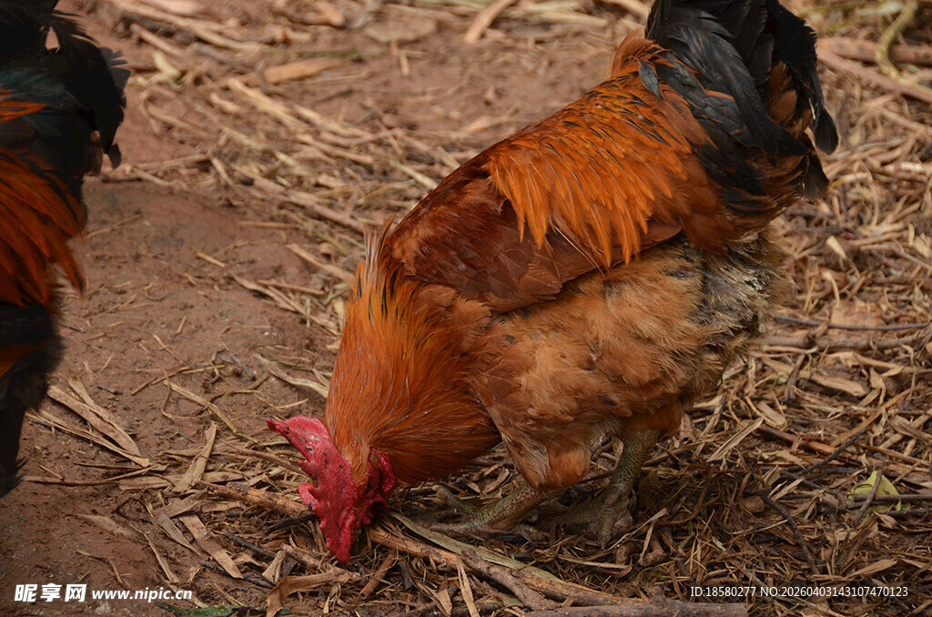 觅食的公鸡