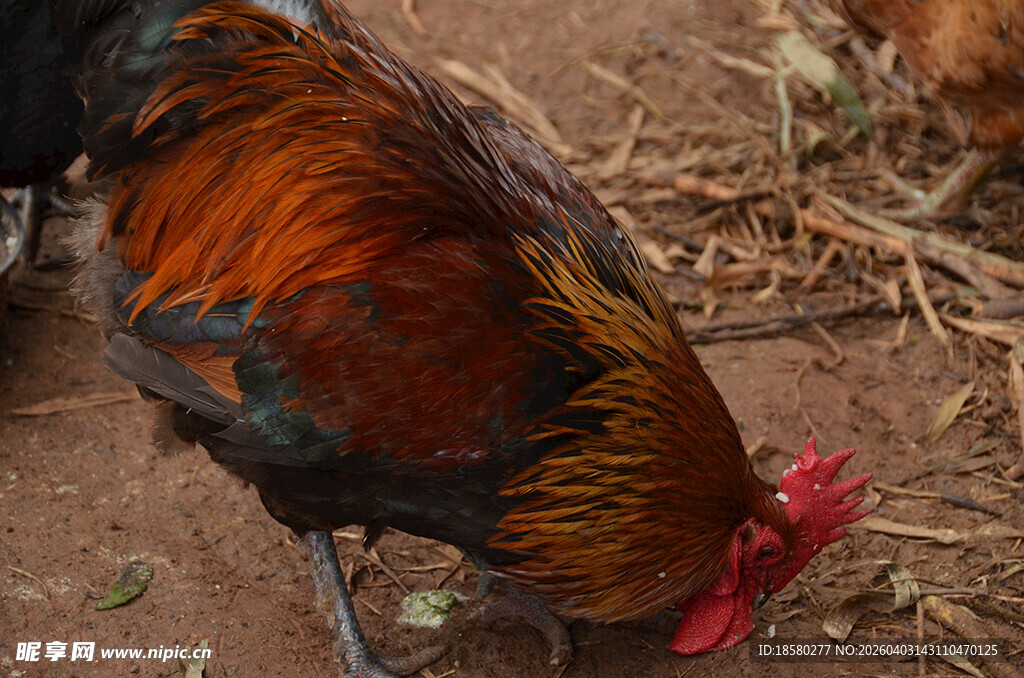 觅食的土鸡公鸡