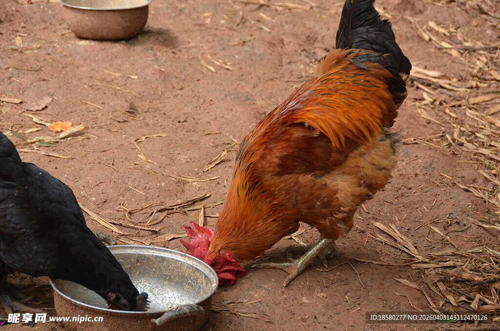 公鸡母鸡共食盆中物