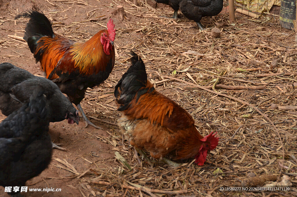 鸡群在泥土地觅食场景