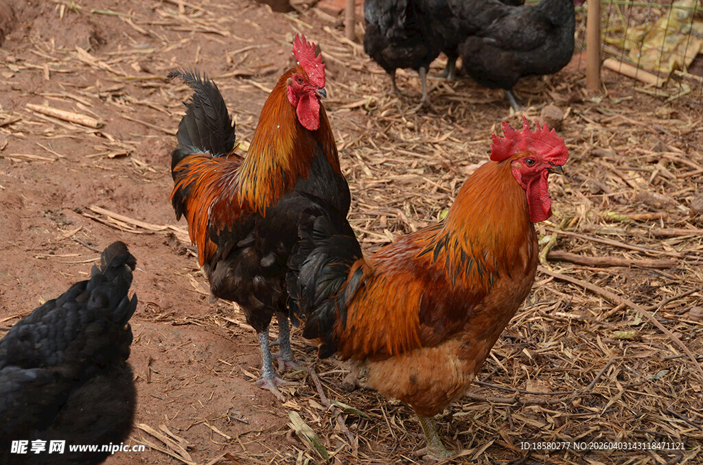 鸡群在泥土地上活动