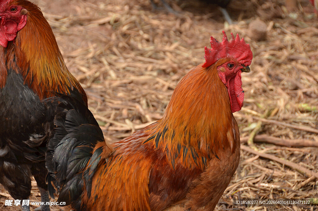 两只色彩鲜艳的公鸡