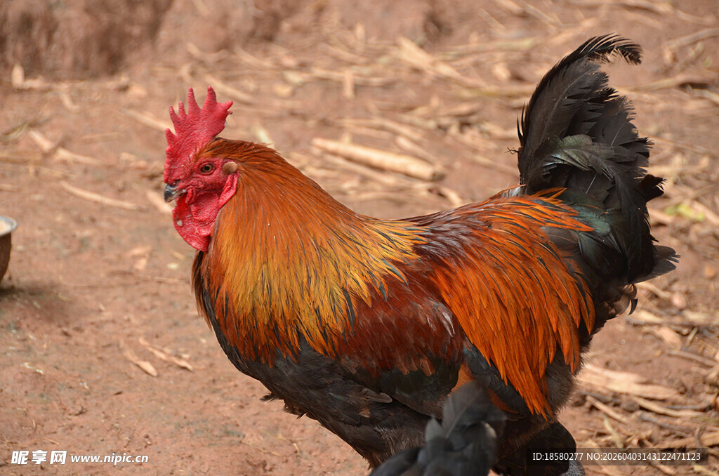 色彩艳丽的公鸡