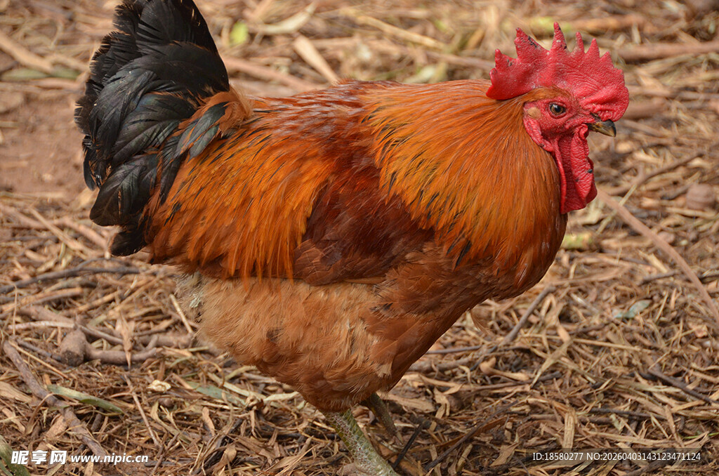 昂首挺立的美丽大公鸡