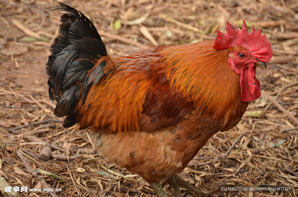 田园中站立的美丽大公鸡