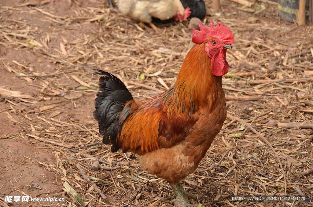 农场中威武的红冠大公鸡