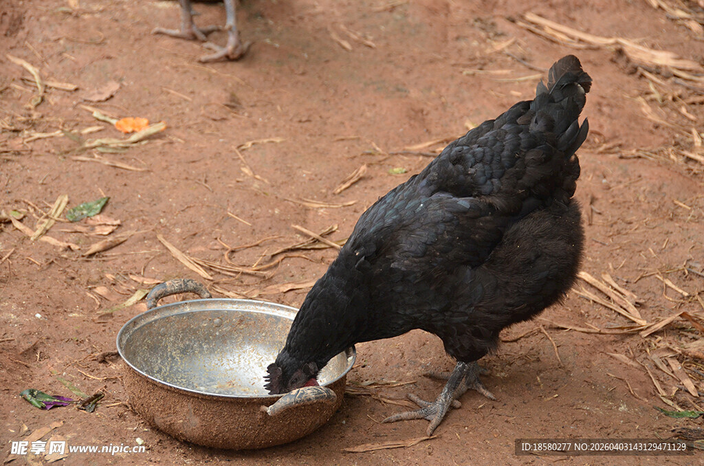 黑鸡低头啄食金属盆中物