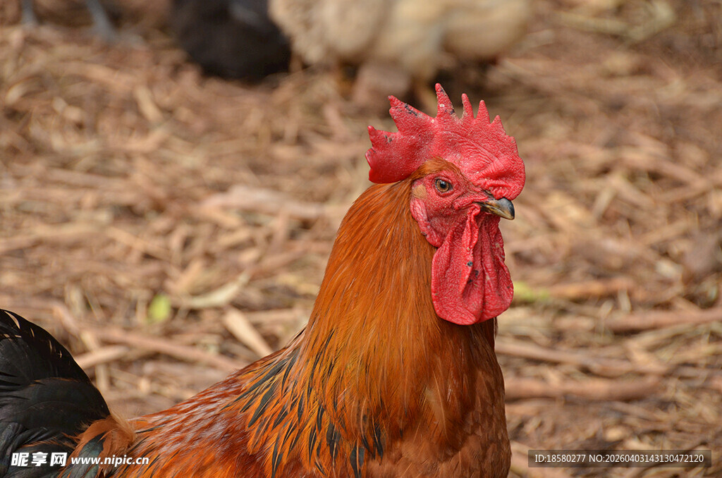 昂首挺立的鲜艳大公鸡