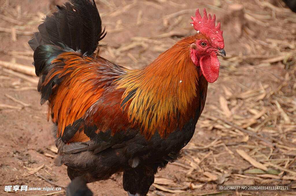 昂首挺立的五彩大公鸡