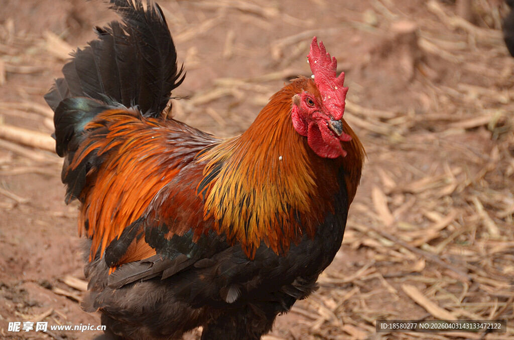 色彩艳丽的公鸡