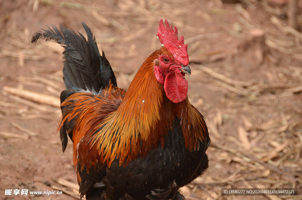 昂首挺立的公鸡
