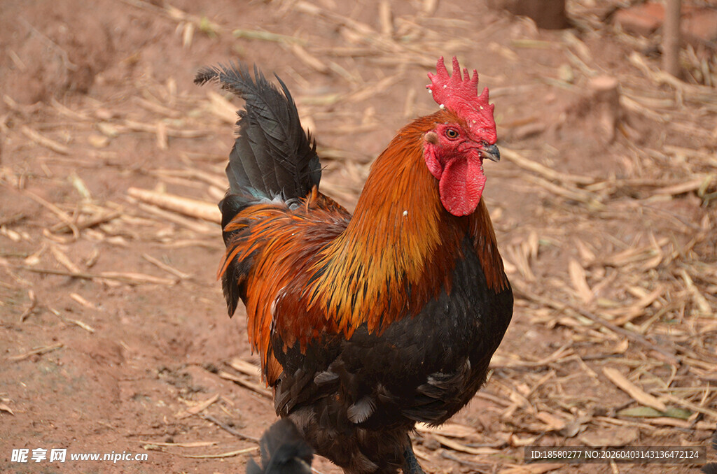 昂首挺立的公鸡