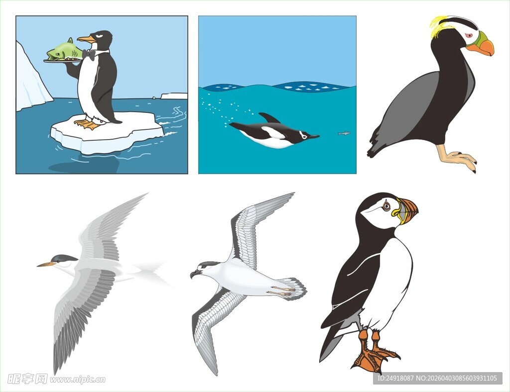 多样海鸟的精彩瞬间