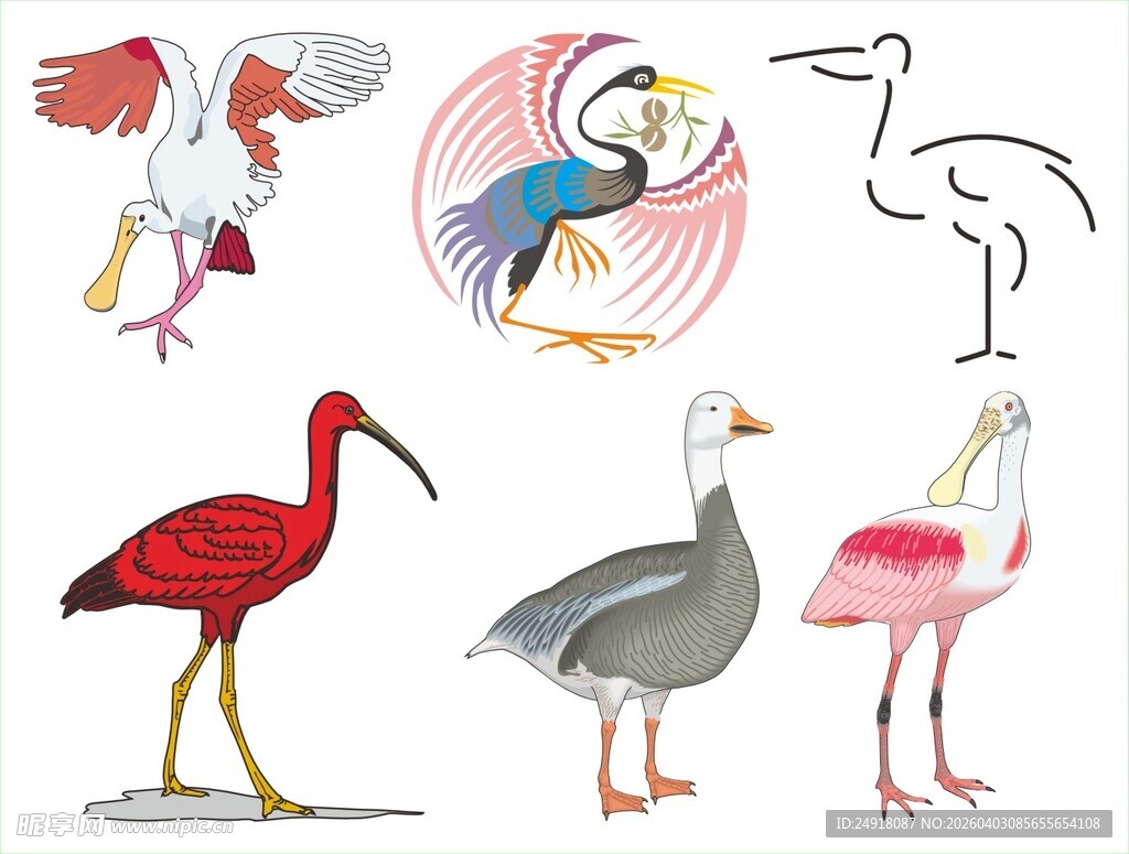 多样鸟类插画展示