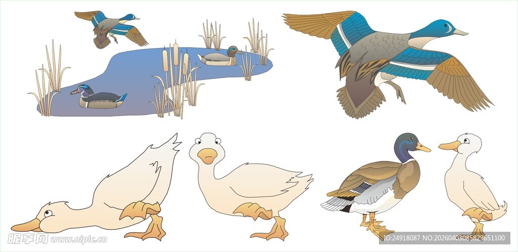 多样水鸟姿态展示