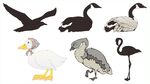 多种鸟类集合插画