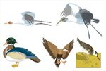 多种鸟类姿态展示