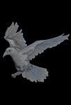 展翅飞翔的白鸽