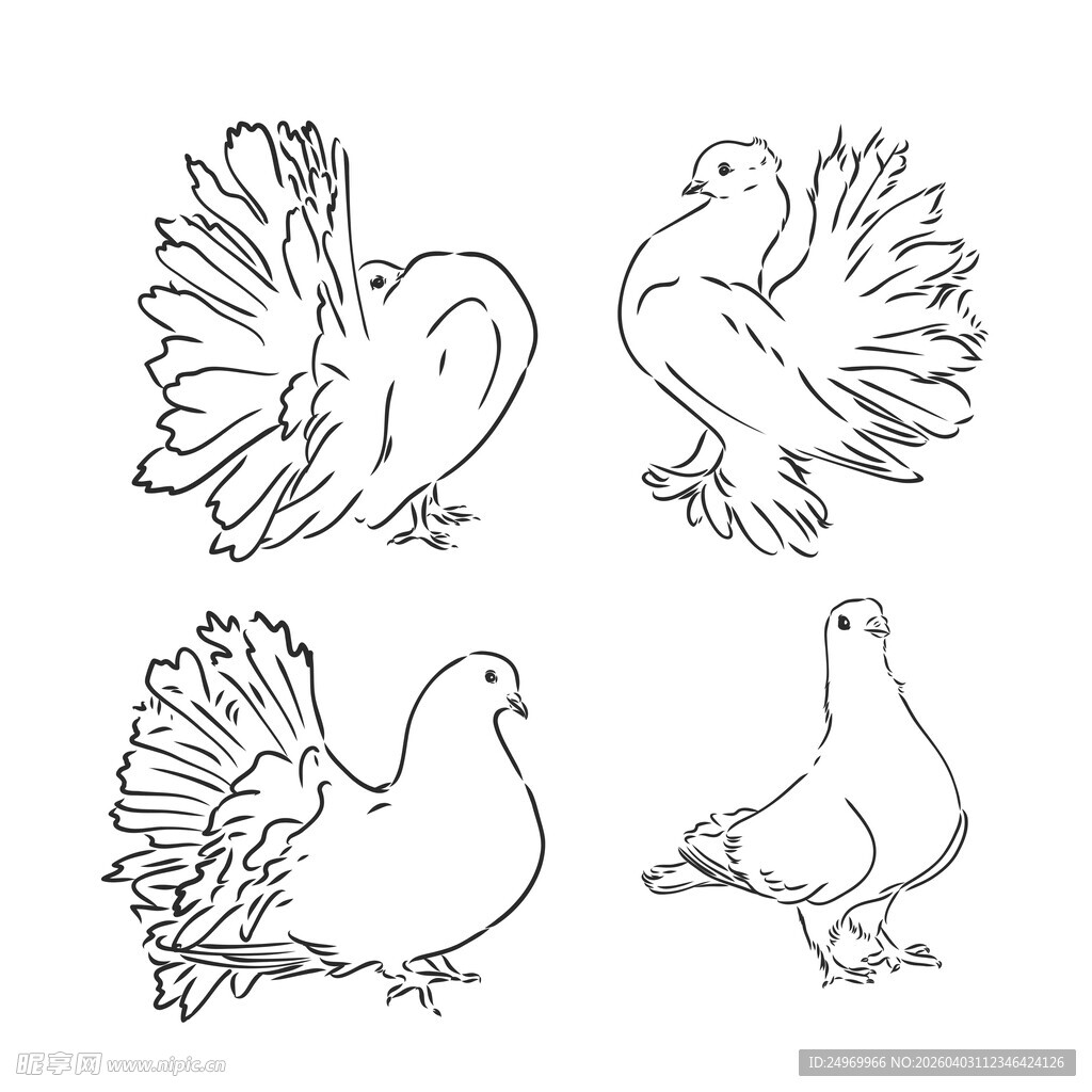 手绘鸽子姿态集合