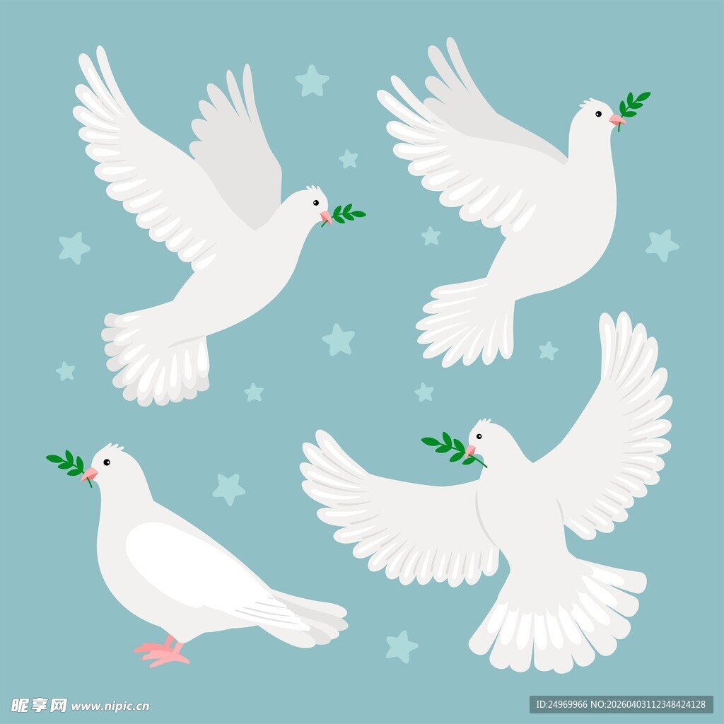 飞翔的衔枝白鸽