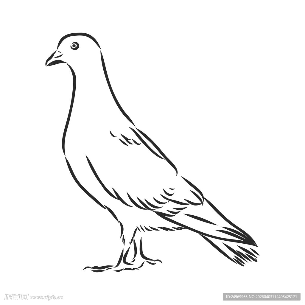 站立的鸽子简笔画
