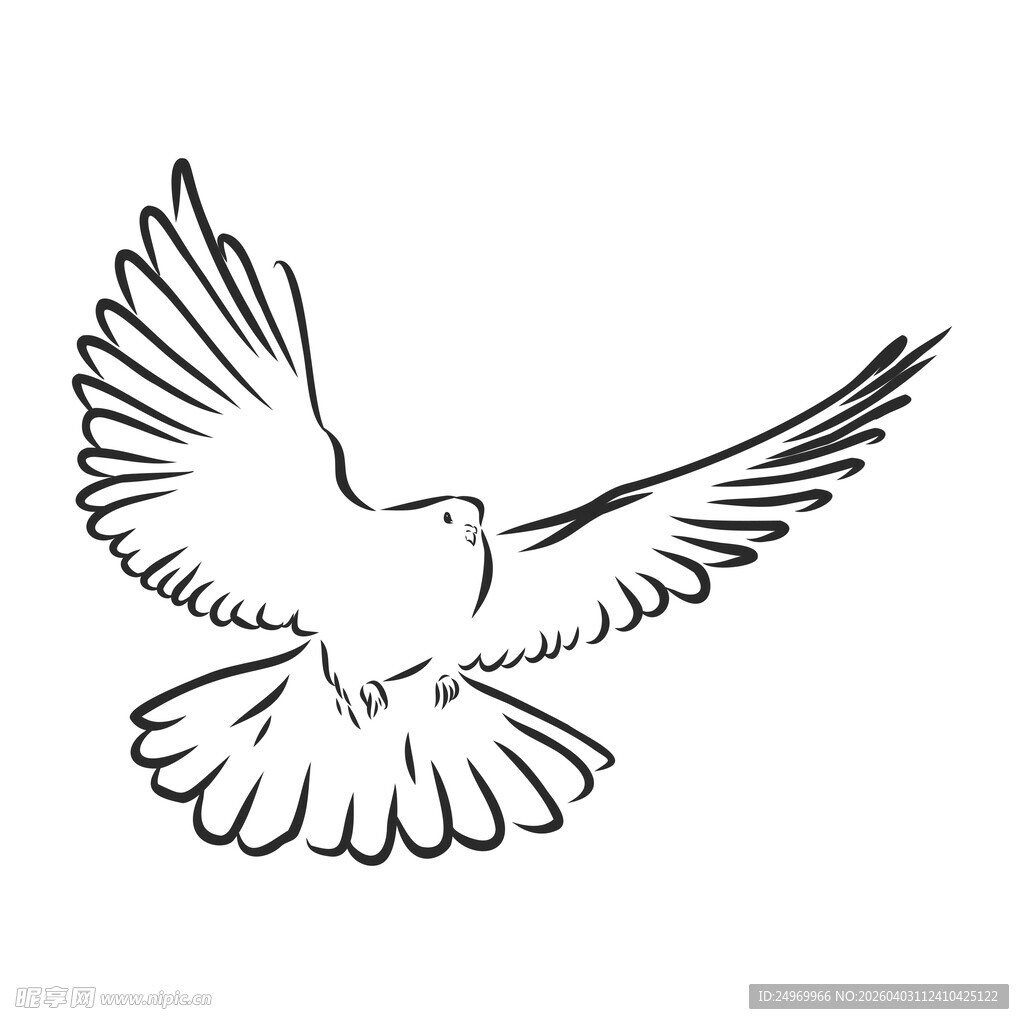 展翅飞翔的白鸽