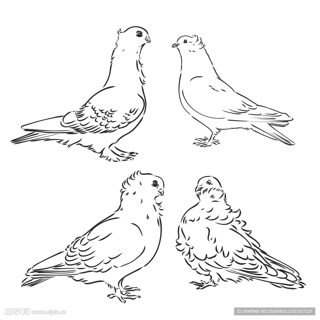 四只鸽子素描图