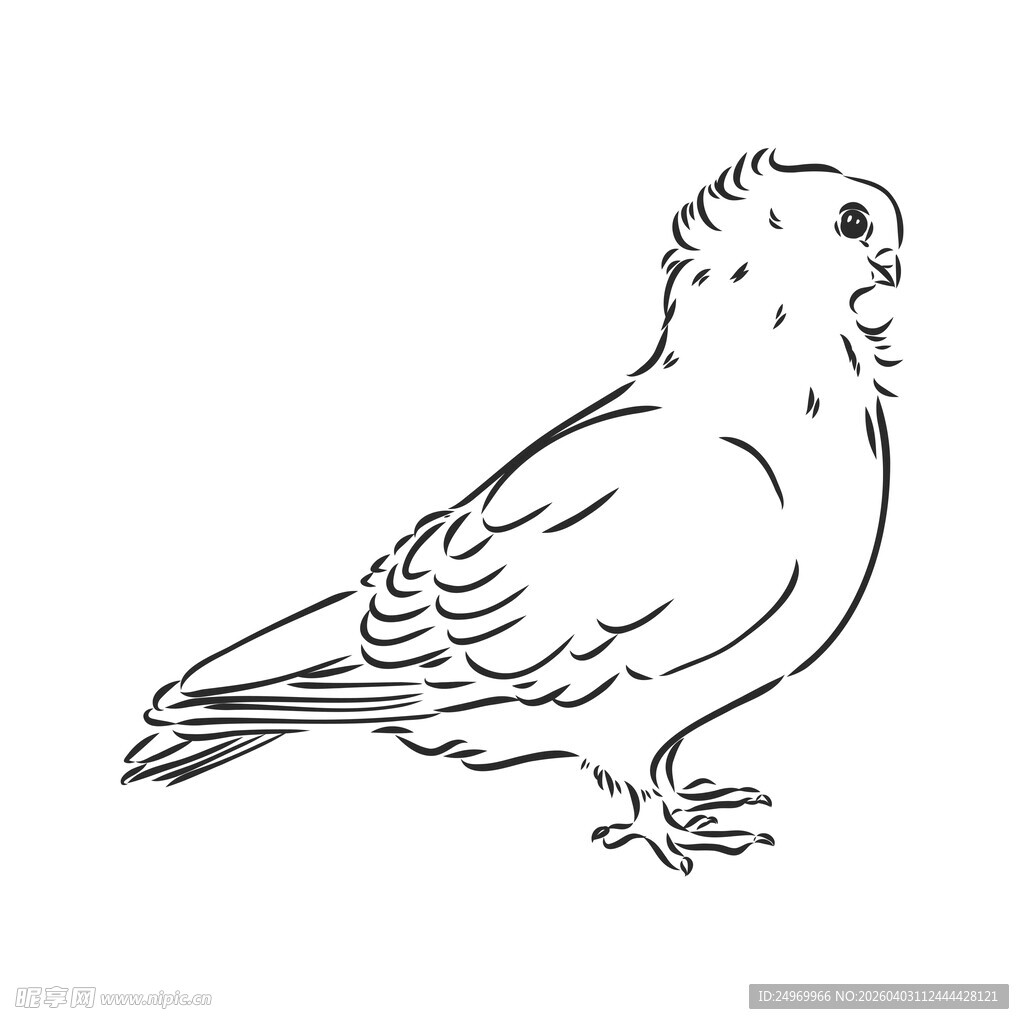 站立的鸽子线条图