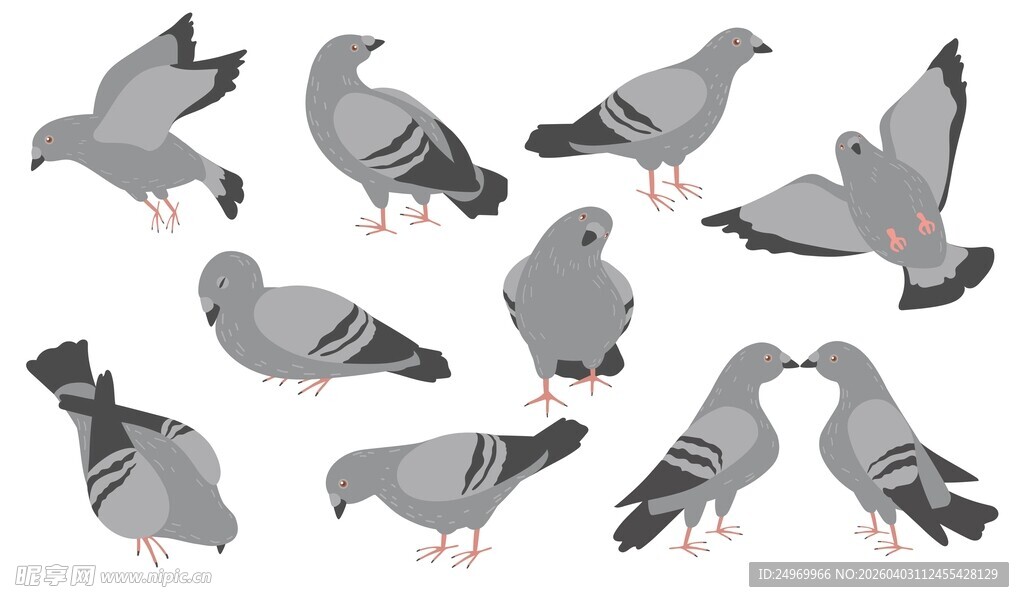 一群姿态各异的鸽子