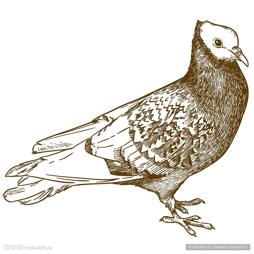 手绘风格的站立鸽子
