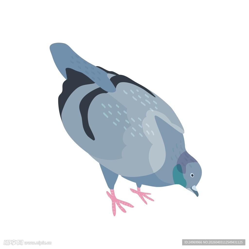 站立的灰蓝色鸽子