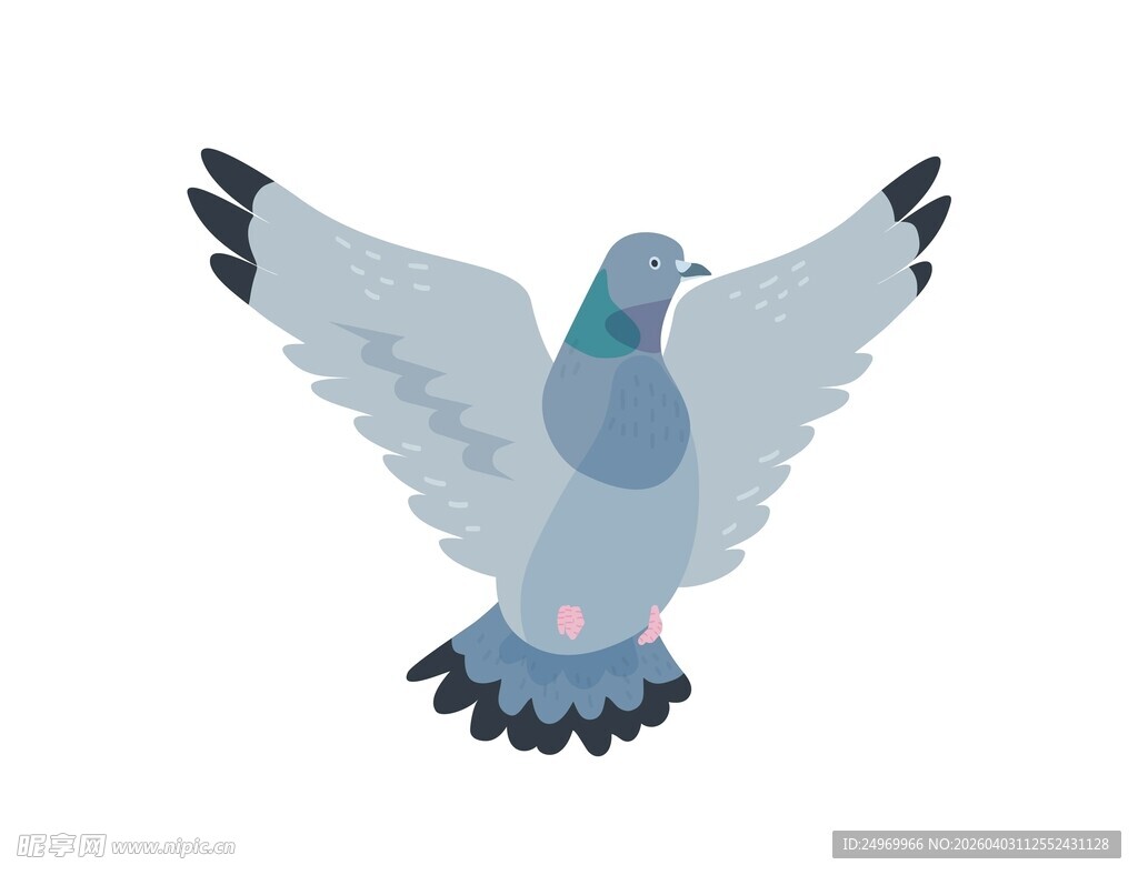 展翅飞翔的鸽子