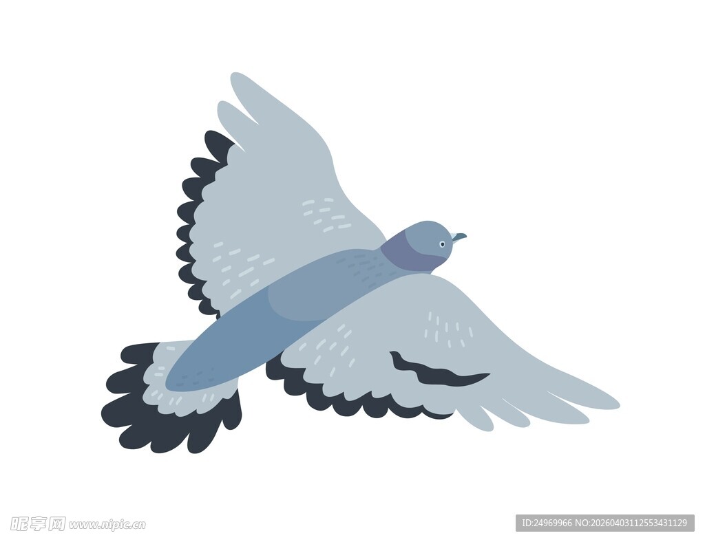 飞翔的蓝灰色鸽子