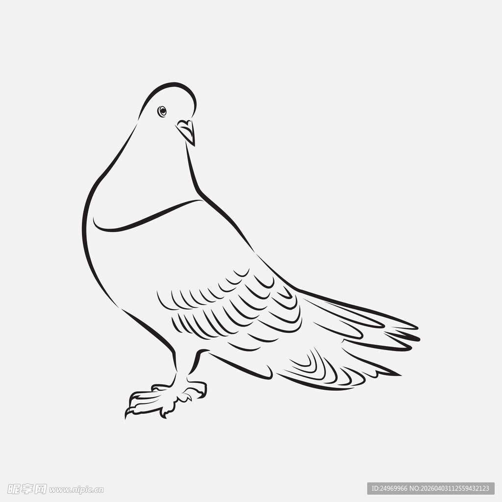 手绘白鸽线条图