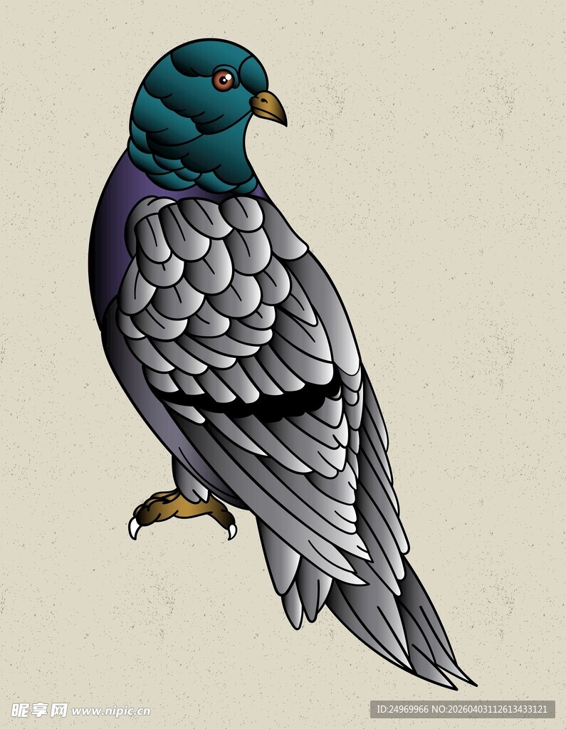 灰羽彩头鸽子插画