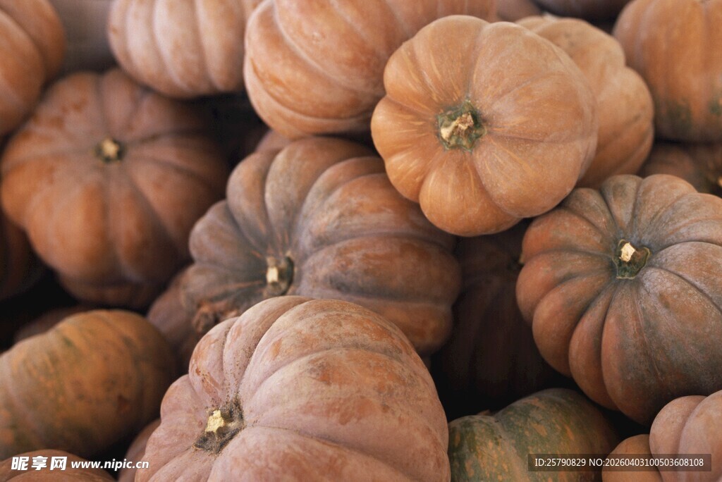 一堆饱满的南瓜