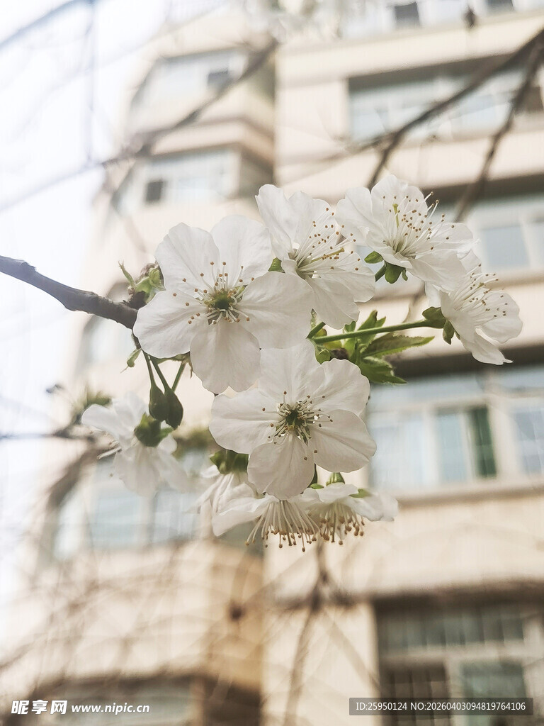 窗前绽放的洁白樱花