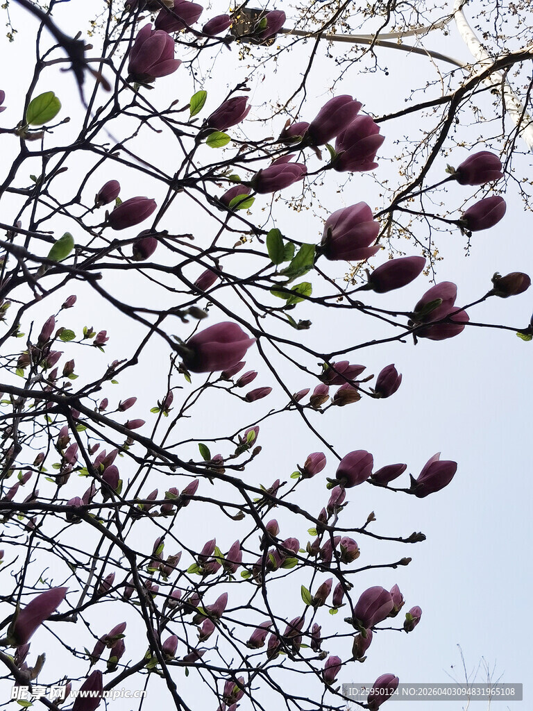 枝头绽放的紫玉兰花朵