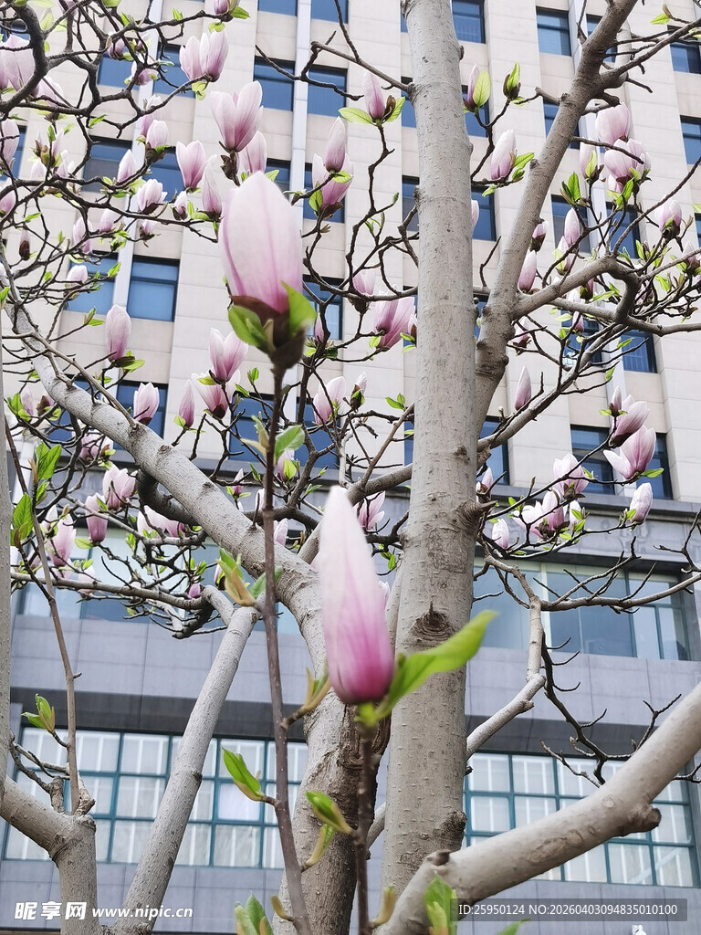 城市中绽放的玉兰花