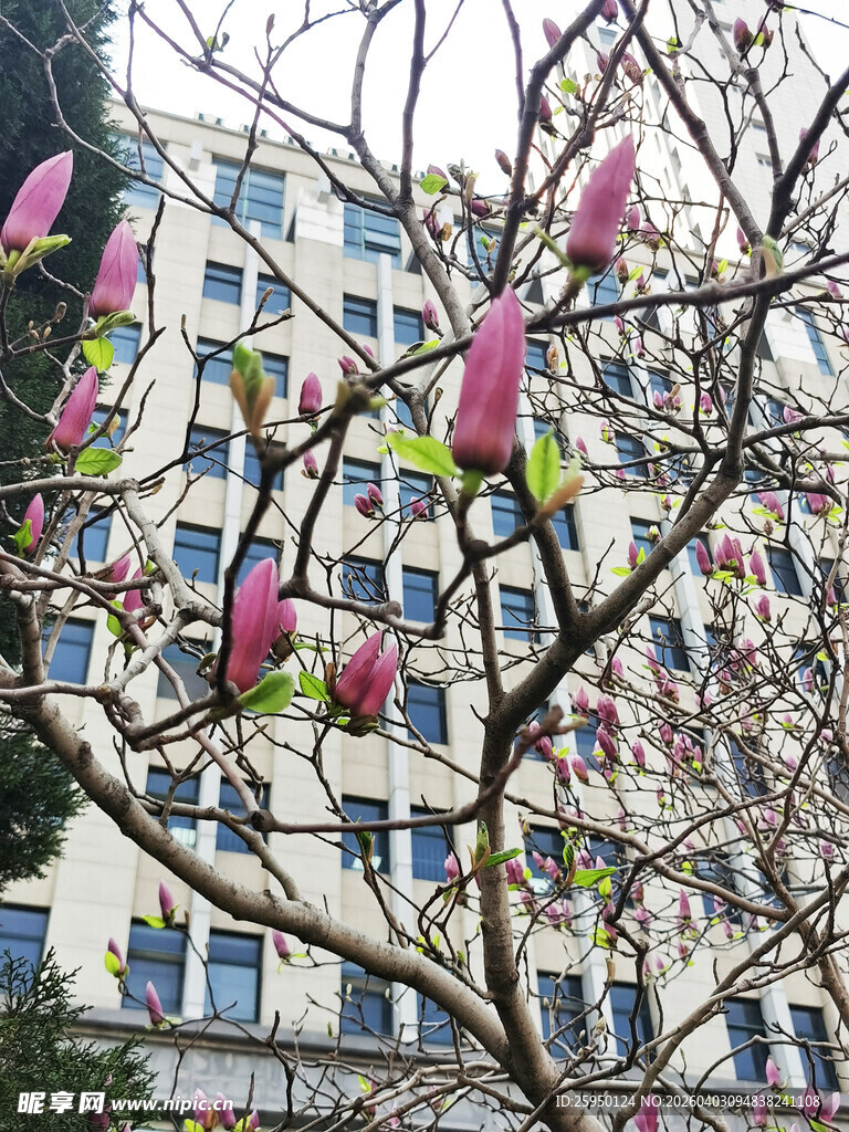 玉兰花盛开于楼宇前