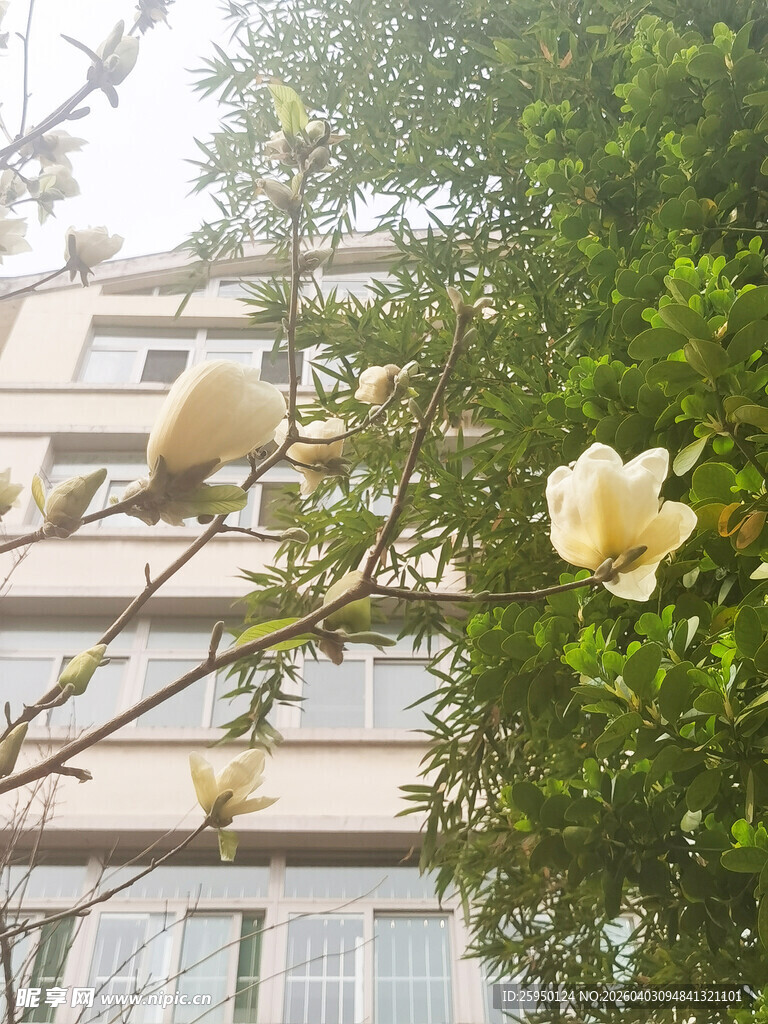 窗前绽放的玉兰花