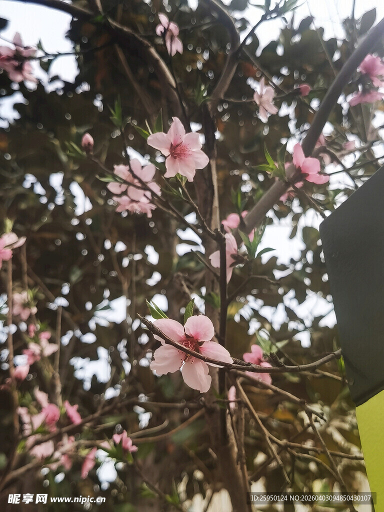 枝头绽放的粉嫩花朵