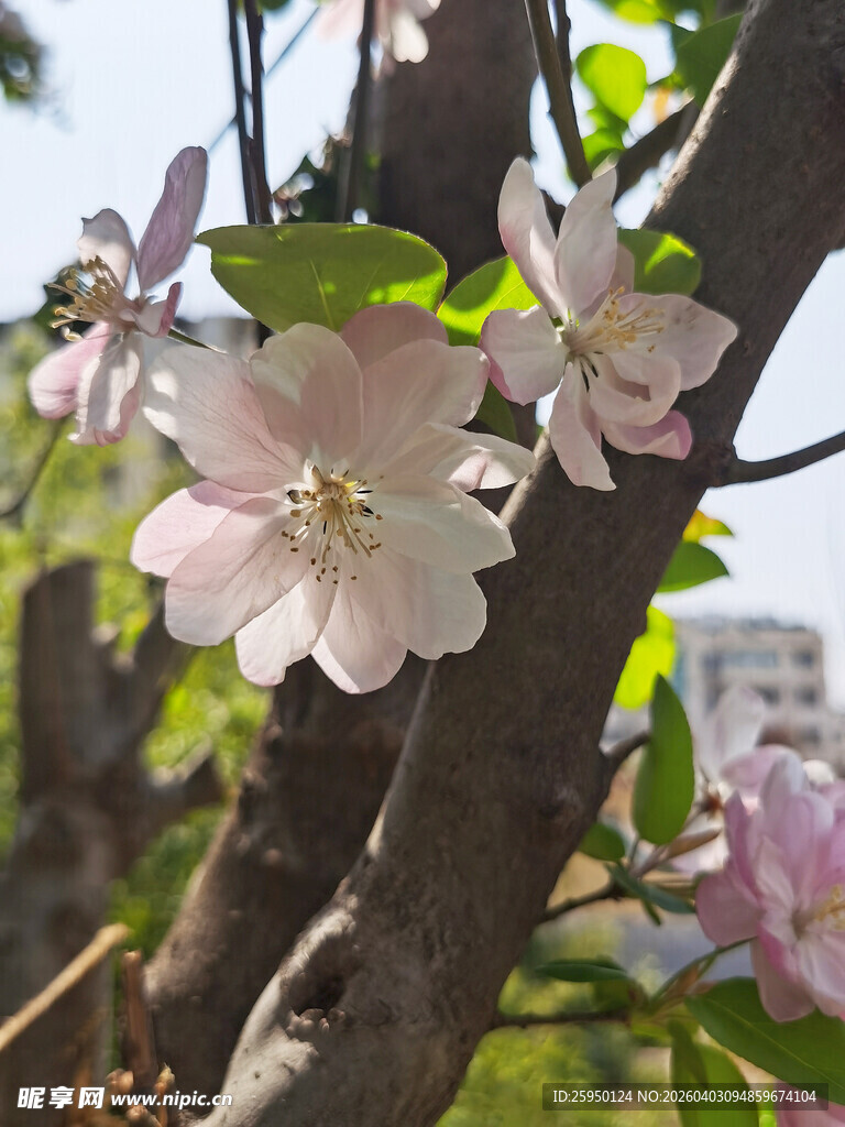 枝头绽放的粉嫩苹果花